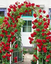 Climbing RoseFlower seeds for Planting Garden Favorite Heirloom & GMO Free Seeds for Home Garden