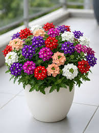 Verbena Flower seeds for Planting Garden Favorite Heirloom & GMO Free Seeds for Home Garden