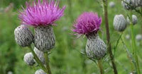 Cirsium Muticum Flower for Planting Vibrant Colors Heirloom & GMO Free Seeds for Home Garden