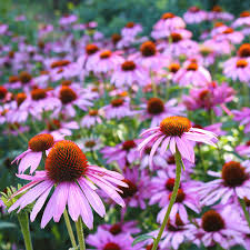 Heirloom ConeFlower seeds for Planting Long Bloom Season Heirloom & GMO Free Seeds for Home Garden