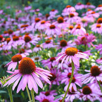 Heirloom ConeFlower seeds for Planting Long Bloom Season Heirloom & GMO Free Seeds for Home Garden