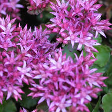 Pink Sedum Spurium Flower seeds for Planting - Colorful Display, Heirloom & GMO Free Seeds for Home Garden
