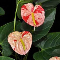 Red White Anthurium Flower Seeds for Planting Easy to Grow Heirloom & GMO Free Seeds for Home Garden
 
 Sale