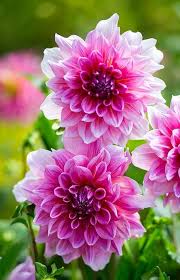 Dahlia Pink Flower Seeds for Planting  Vibrant Blooms for Your Garden