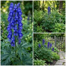 Blue Aconitum Flower seeds for Planting - Sun Loving, Heirloom & GMO Free Seeds for Home Garden