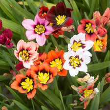 Sparaxis Mix Seeds for Planting  Colorful Garden Flowers