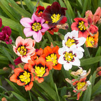Sparaxis Mix Seeds for Planting  Colorful Garden Flowers