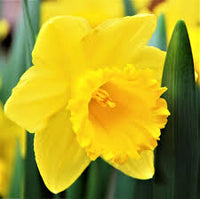 Thick Yellow Narcissus Flower seeds for Planting - Cottage Garden Essential, Heirloom & GMO Free Seeds for Home Garden