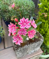Heirloom Lewisia Flower seeds for Planting Drought Tolerant Heirloom & GMO Free Seeds for Home Garden