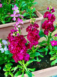 Matthiola Incana Flower Seeds - Deep Purple for Planting