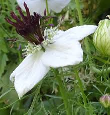 White Nigella African Flower seeds for Planting - Shade Tolerant, Heirloom & GMO Free Seeds for Home Garden
