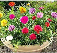 Portulaca Moss Flower seeds for Planting - Shade Tolerant, Heirloom & GMO Free Seeds for Home Garden