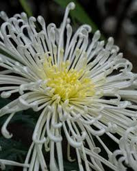 Japan Spider Chrysanthemum Flower seeds for Planting - Garden Favorite, Heirloom & GMO Free Seeds for Home Garde