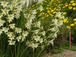 Gladiolus Tristis Flower seeds for Planting Colorful Display Heirloom & GMO Free Seeds for Home Garden
 
 Sale
