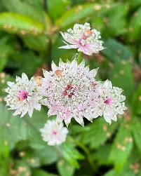 Astrantia Star Umbel Flower Seeds – Bonsai or Garden Display