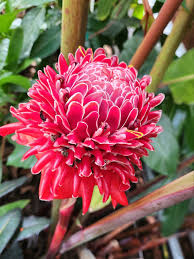 Red Etlingera Flower Planting  Seeds for Stunning Tropical Blooms in Your Garden