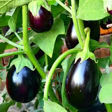 Black Eggplant Vegetable Seeds for Planting | Grow Delicious Eggplants at Home