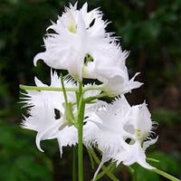 White Egret Orchid Flower seeds for Planting - Vibrant Colors, Heirloom & GMO Free Seeds for Home Garden