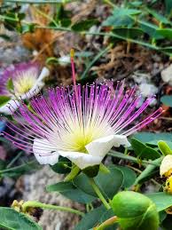 White Pink Capparis Spinosa Flower seeds for Planting - Drought Tolerant, Heirloom & GMO Free Seeds for Home Garden