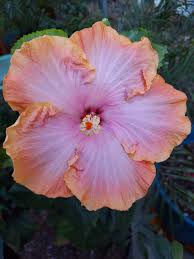 Peach Hibiscus Flower seeds for Planting Wildflower Mix Heirloom & GMO Free Seeds for Home Garden