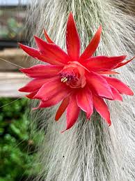 Hildewintera Colademononis- Monkey Tail Cactus - Cactus Flower seeds for Planting - Bright Blooms, Heirloom & GMO Free Seeds for Home Garden
