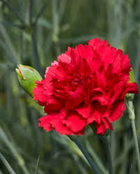 Red Carnation Flower Seeds for Planting Easy to Grow Heirloom & GMO Free Seeds for Home Garden
 
 Sale