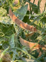 Brown Sweet Pea Flower Seeds – Seasonal Bloomer Heirloom & NonGMO Seeds for Home Garden Planting
 
 Sale
