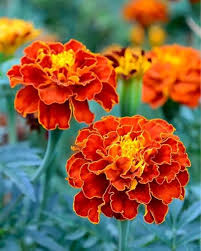 Red White Marigold Flower Seeds for Planting Garden Favorite Heirloom & GMO Free Seeds for Home Garden
 
 Sale