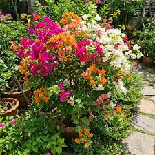 Mixed Color Bougainvillea Flower Seeds for Planting Hardy Variety Heirloom & GMO Free Seeds for Home Garden  Sale