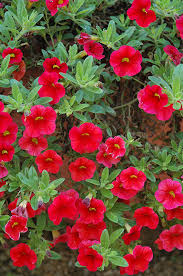 Red Calibrchoa Flower Seeds for Planting Perfect for Borders Heirloom & GMO Free Seeds for Home Garden
 
 Sale