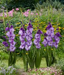 Pink Blue Gladiolus Flower Seeds for Planting Shade Tolerant Heirloom & GMO Free Seeds for Home Garden
 
 Sale