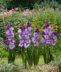 Pink Blue Gladiolus Flower Seeds for Planting Shade Tolerant Heirloom & GMO Free Seeds for Home Garden
 
 Sale