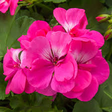 Deep Pink Geraniums Flower seeds for Planting Perfect for Borders Heirloom & GMO Free Seeds for Home Garden 
 
 Sale