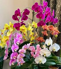 Mixed Phalaenopsis Orchid Flower seeds for Planting Shade Tolerant Heirloom & GMO Free Seeds for Home Garden