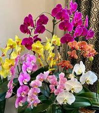 Mixed Phalaenopsis Orchid Flower seeds for Planting Shade Tolerant Heirloom & GMO Free Seeds for Home Garden
