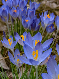 Blue Crocus Flower Seeds – Pollinator Friendly Heirloom & NonGMO Seeds for Home Garden
 
 Sale