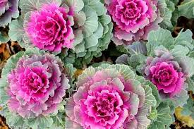Violet Brassica Oleracea Flower Seeds – Bright Blooms Heirloom & NonGMO Seeds for Home Garden
 
 Sale