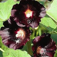 Dark Purple Althaea Rosea Flower Seeds for Planting Compact Growth Heirloom & GMO Free Seeds for Home Garden
 
 Sale