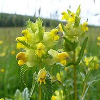 Rattle Flower seeds for Planting Long Bloom Season Heirloom & GMO Free Seeds for Home Garden