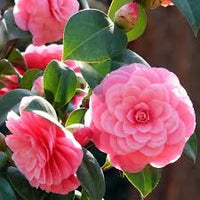 Camellia Japonica Flower seeds for Planting - Fragrant Blossoms, Heirloom & GMO Free Seeds for Home Garden