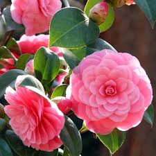Camellia Japonica Flower seeds for Planting - Fragrant Blossoms, Heirloom & GMO Free Seeds for Home Garden