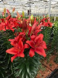 Dark Red Lilium Flower Seeds for Planting Wildflower Mix Heirloom & GMO Free Seeds for Home Garden
 
 Sale