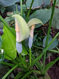 Alocasia Macrorrhiza Flower seeds for Planting Garden Favorite Heirloom & GMO Free Seeds for Home Garden