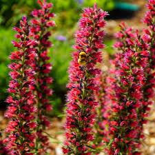 Red Amoenum Flower Planting Seeds - Vibrant Crimson Blooms for Your Garden