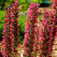 Red Amoenum Flower Planting Seeds - Vibrant Crimson Blooms for Your Garden