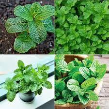Common Mint Seeds (Mentha spicata)
