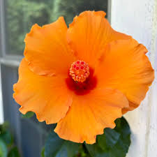 Orange Hibiscus Rosa-Sinensis Flower seeds for Planting - Cut Flower Favorite, Heirloom & GMO Free Seeds for Home Garden