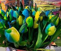 Blue Yellow Tulip Flower Seeds for Planting Colorful Display Heirloom & GMO Free Seeds for Home Garden
 
 Sale