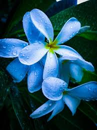 Blue Yellow Frangipani Flower seeds for Planting - Seasonal Bloomer, Heirloom & GMO Free Seeds for Home Garden