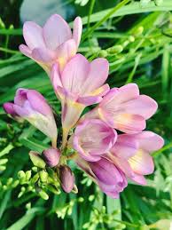 Baby Pink Freesia Flower seeds for Planting - Easy to Grow, Heirloom & GMO Free Seeds for Home Garden